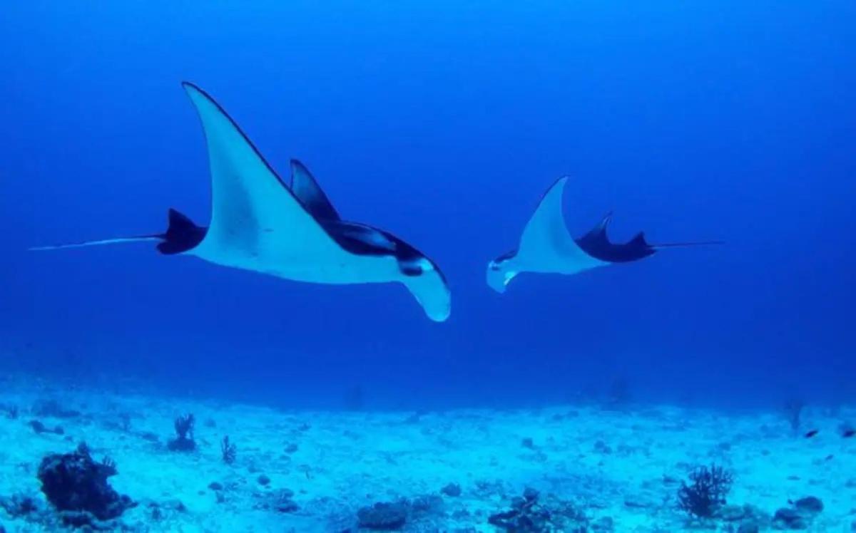 White Sandy Beach-Best Manta Snorkeling Tethi Buitenkant foto